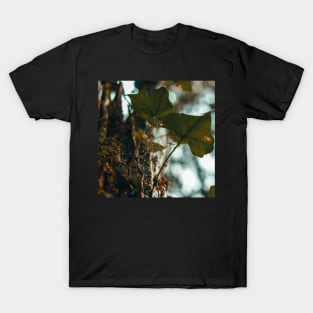 Fall details III T-Shirt